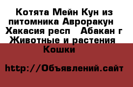 Котята Мейн Кун из питомника Авроракун - Хакасия респ., Абакан г. Животные и растения » Кошки   